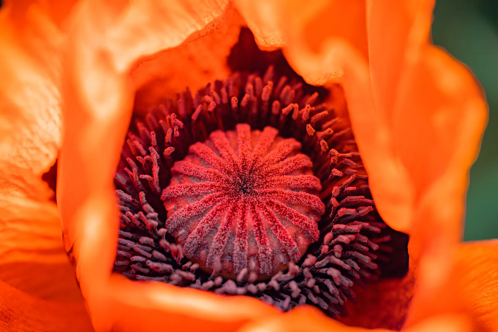 Natur – Foto 1
