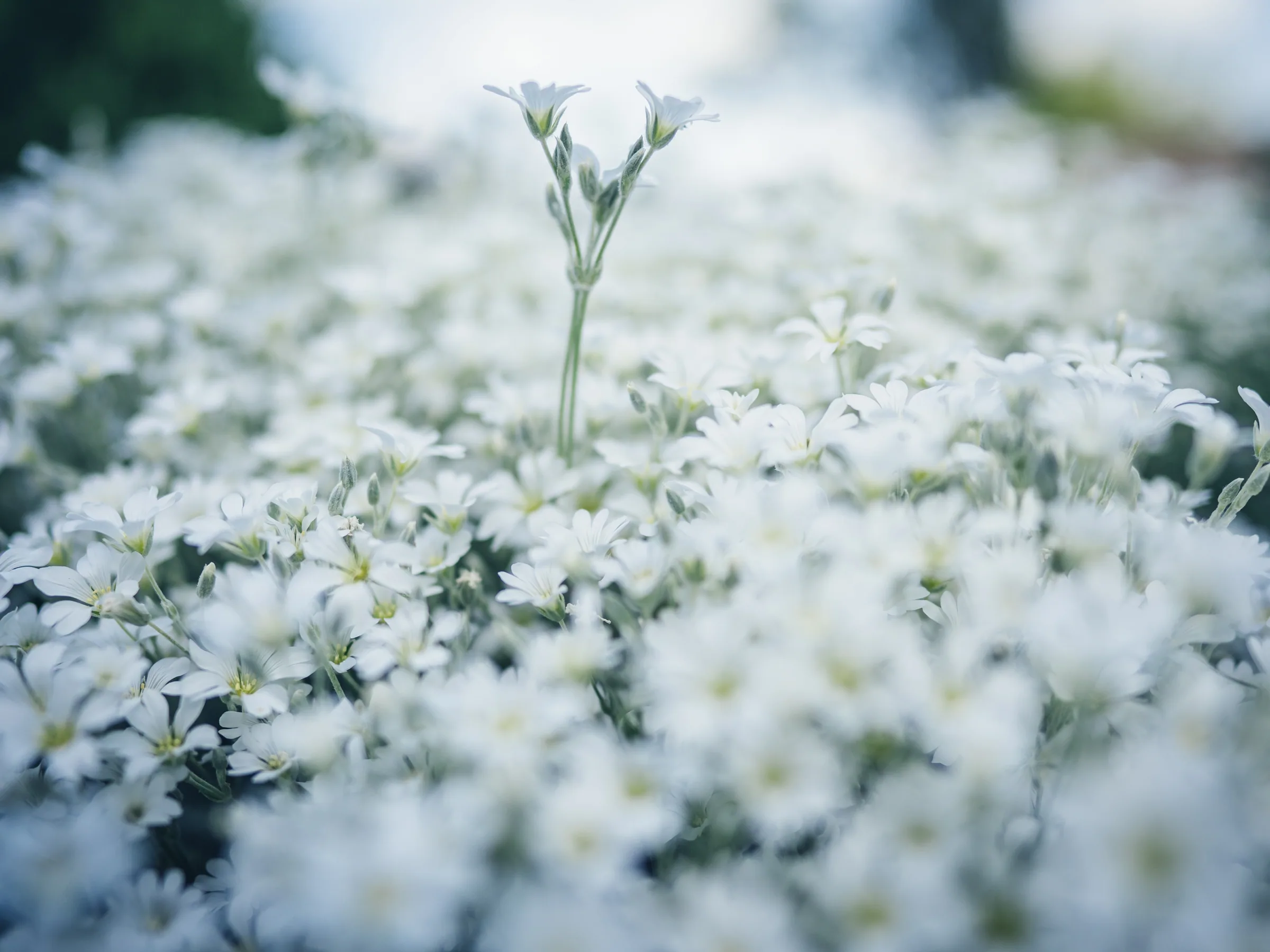 Natur – Foto 2