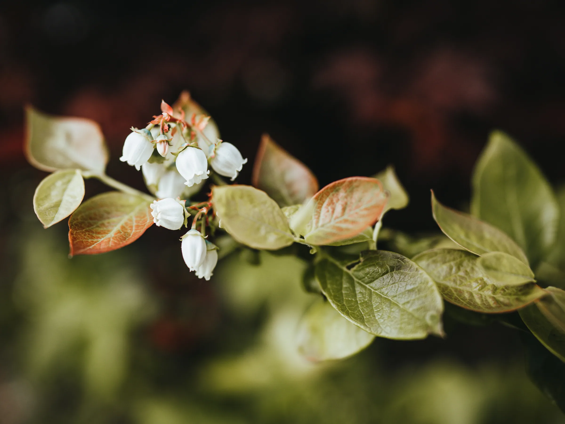 Natur – Foto 3