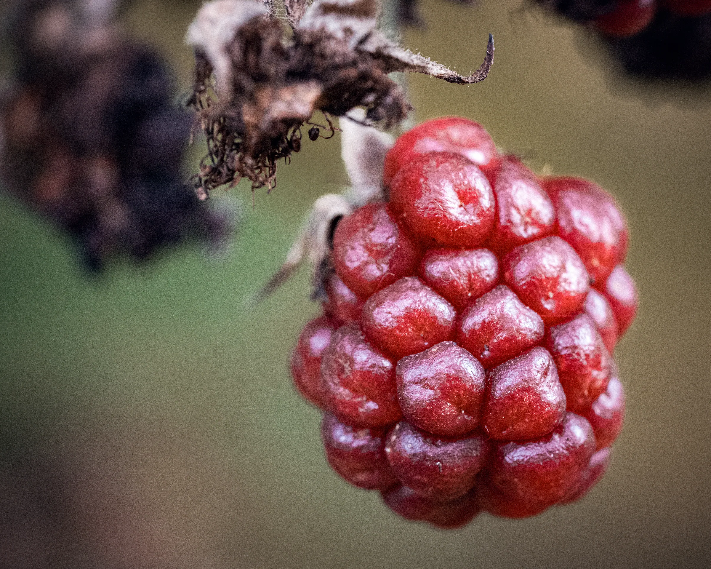 Natur – Foto 4