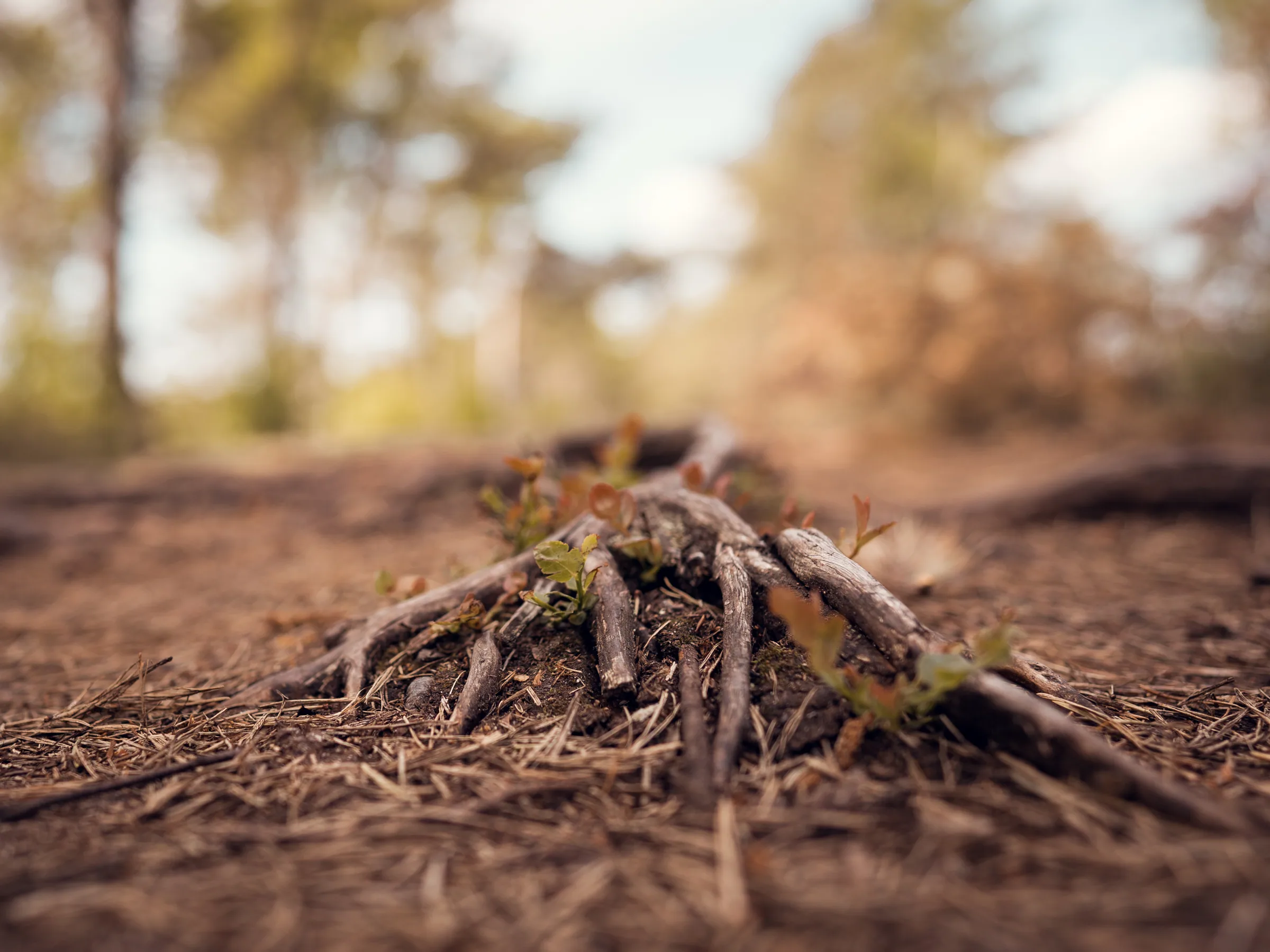 Natur – Foto 8