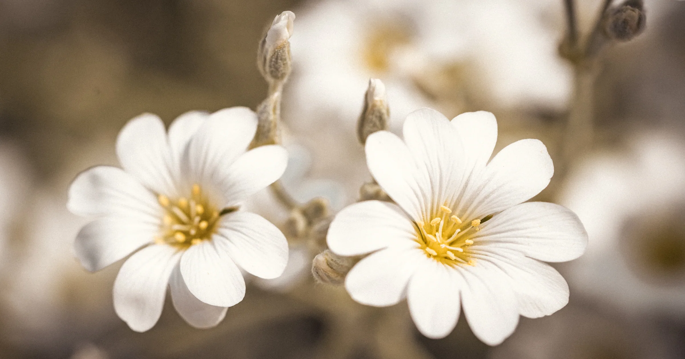 Natur – Foto 9