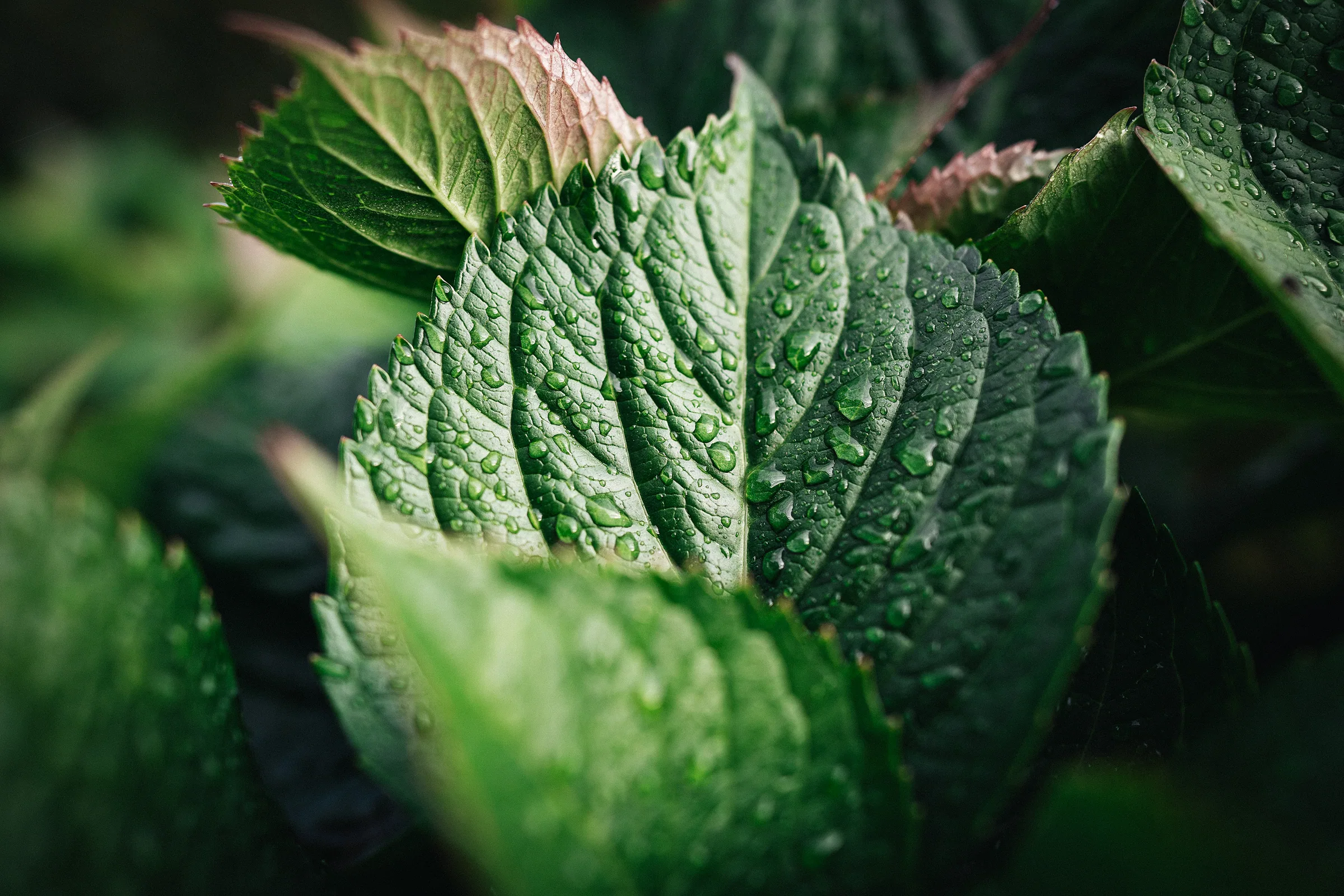 Natur – Foto 12