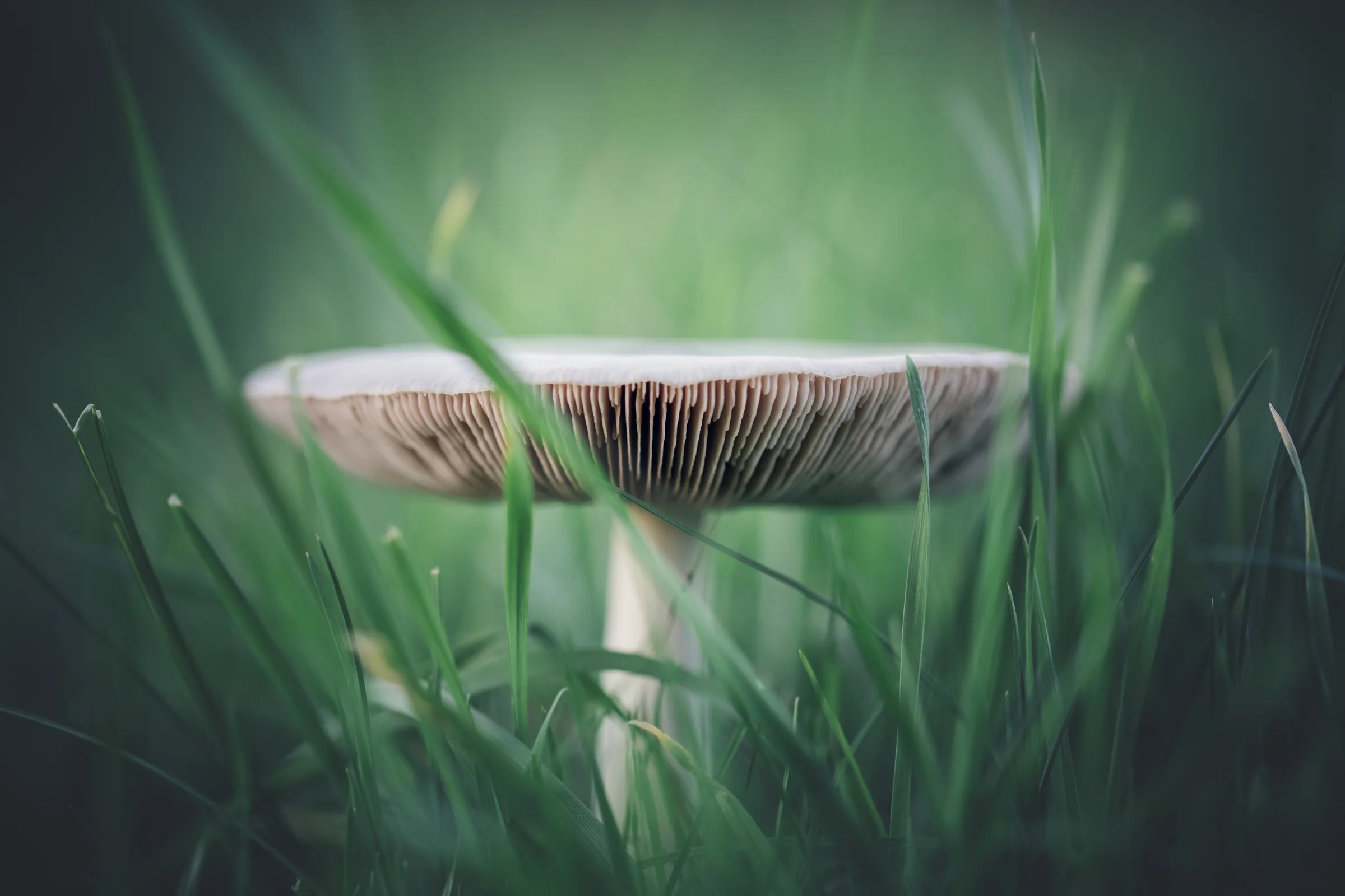 Natur – Foto 13