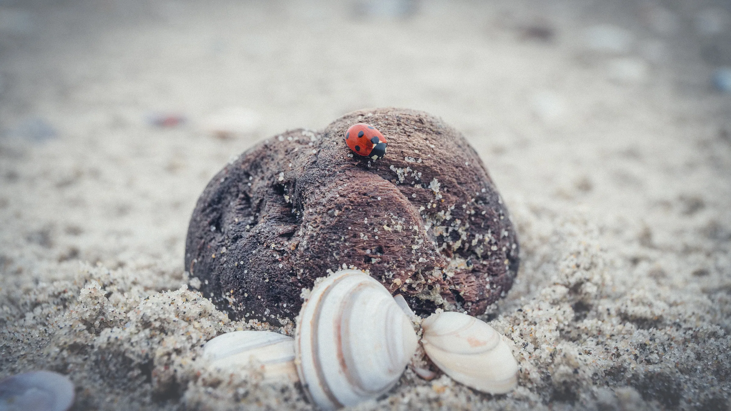 Natur – Foto 15