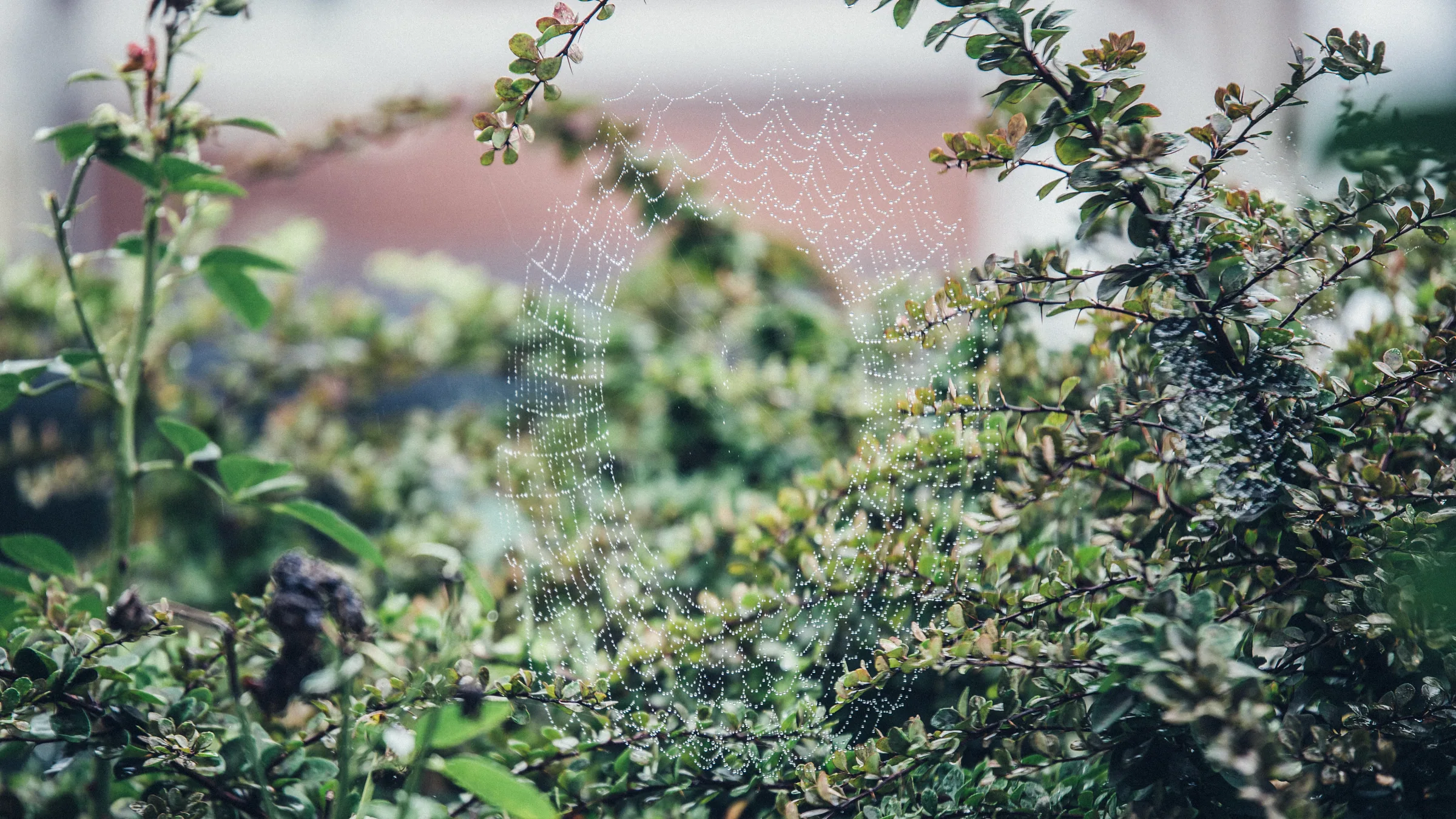 Natur – Foto 16