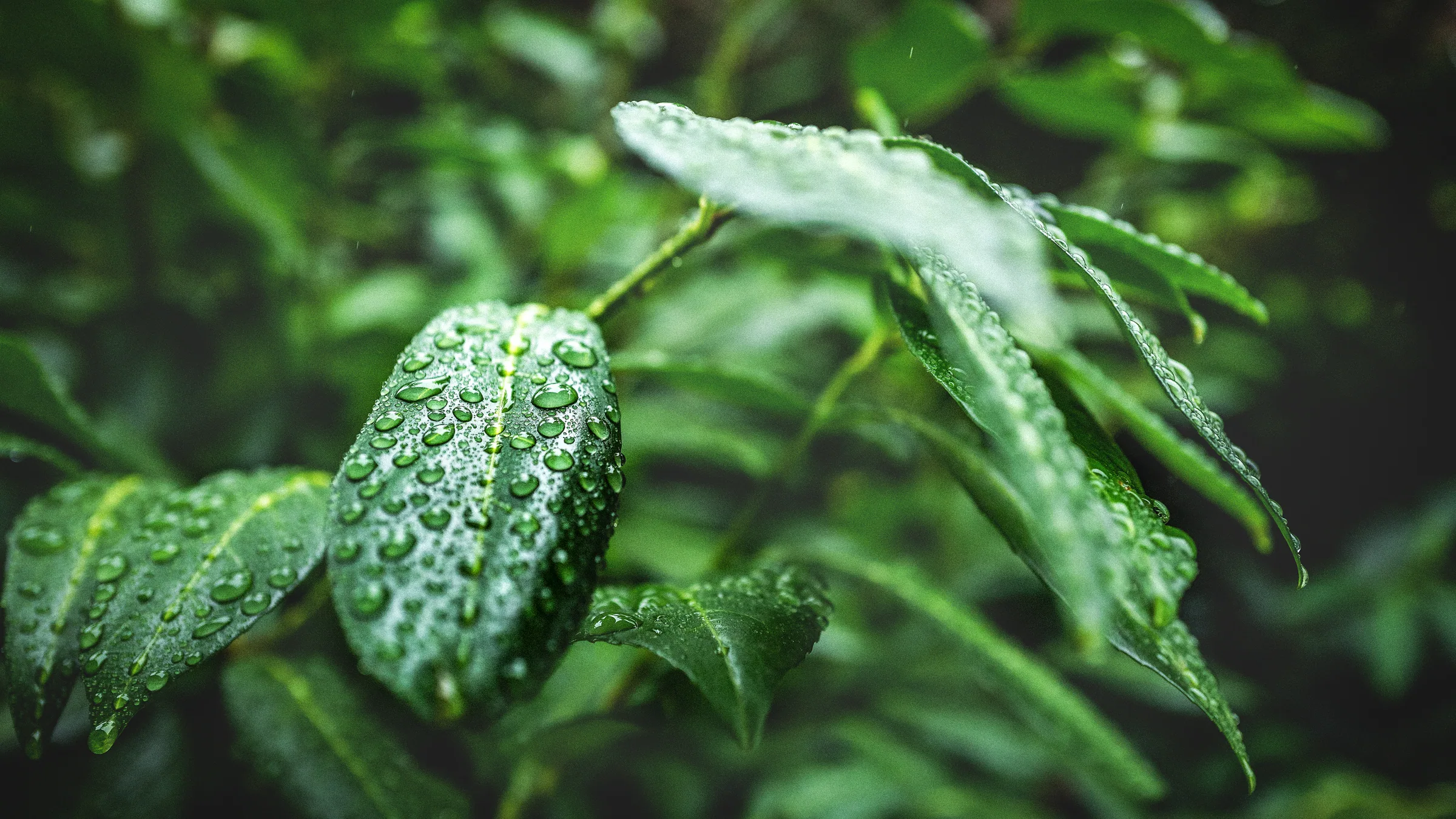 Natur – Foto 18