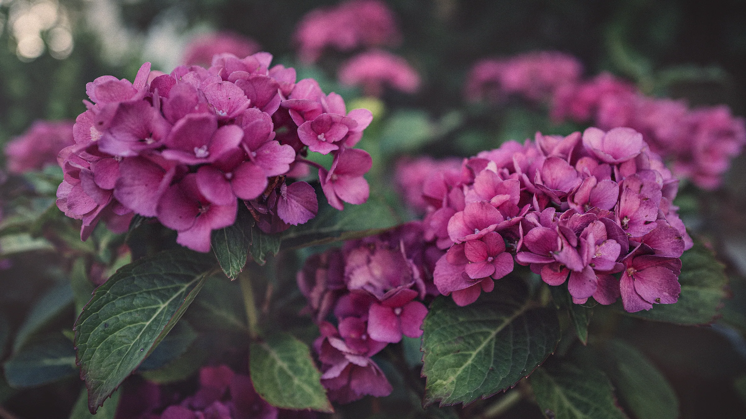 Natur – Foto 19