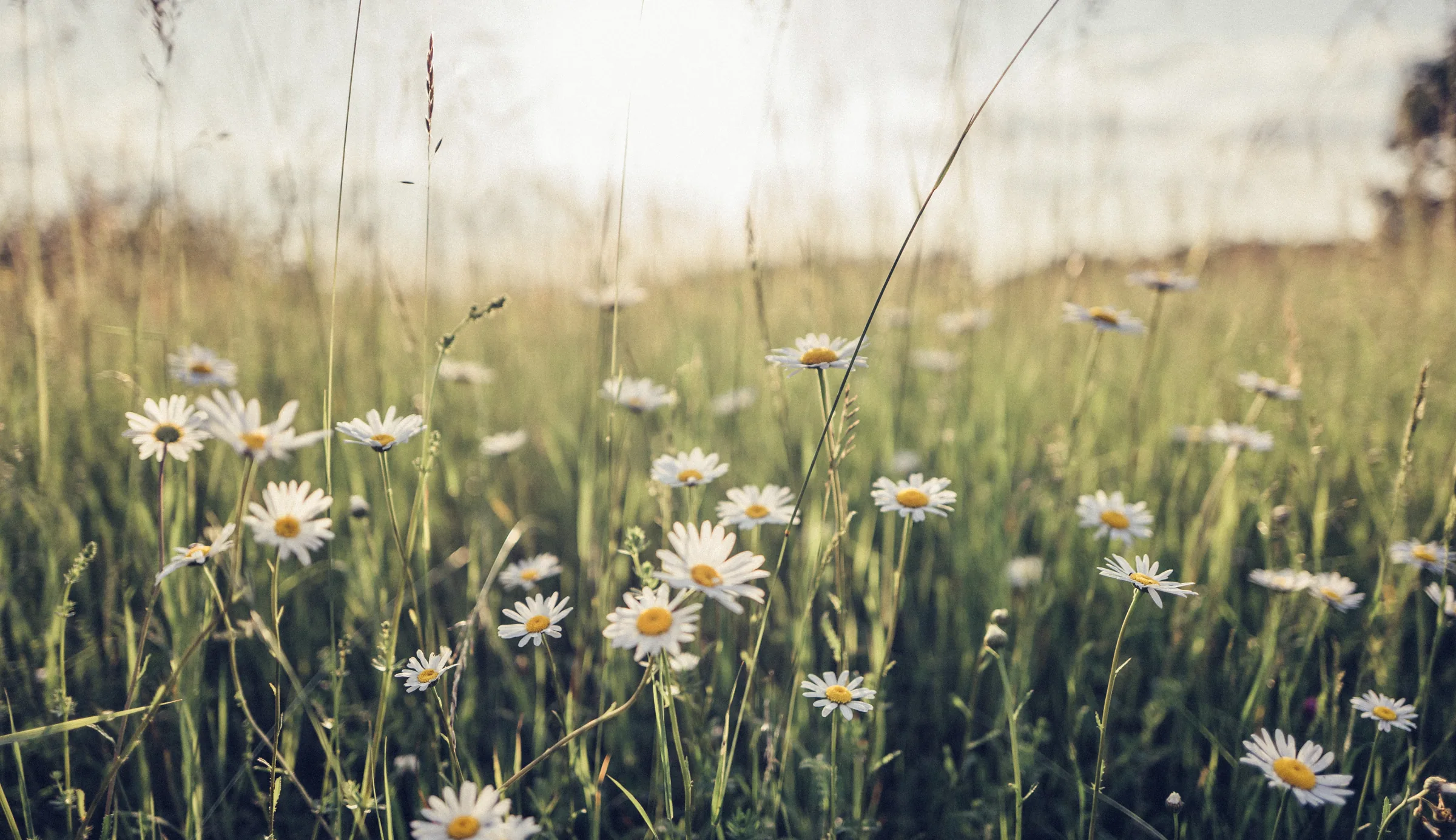 Natur – Foto 20