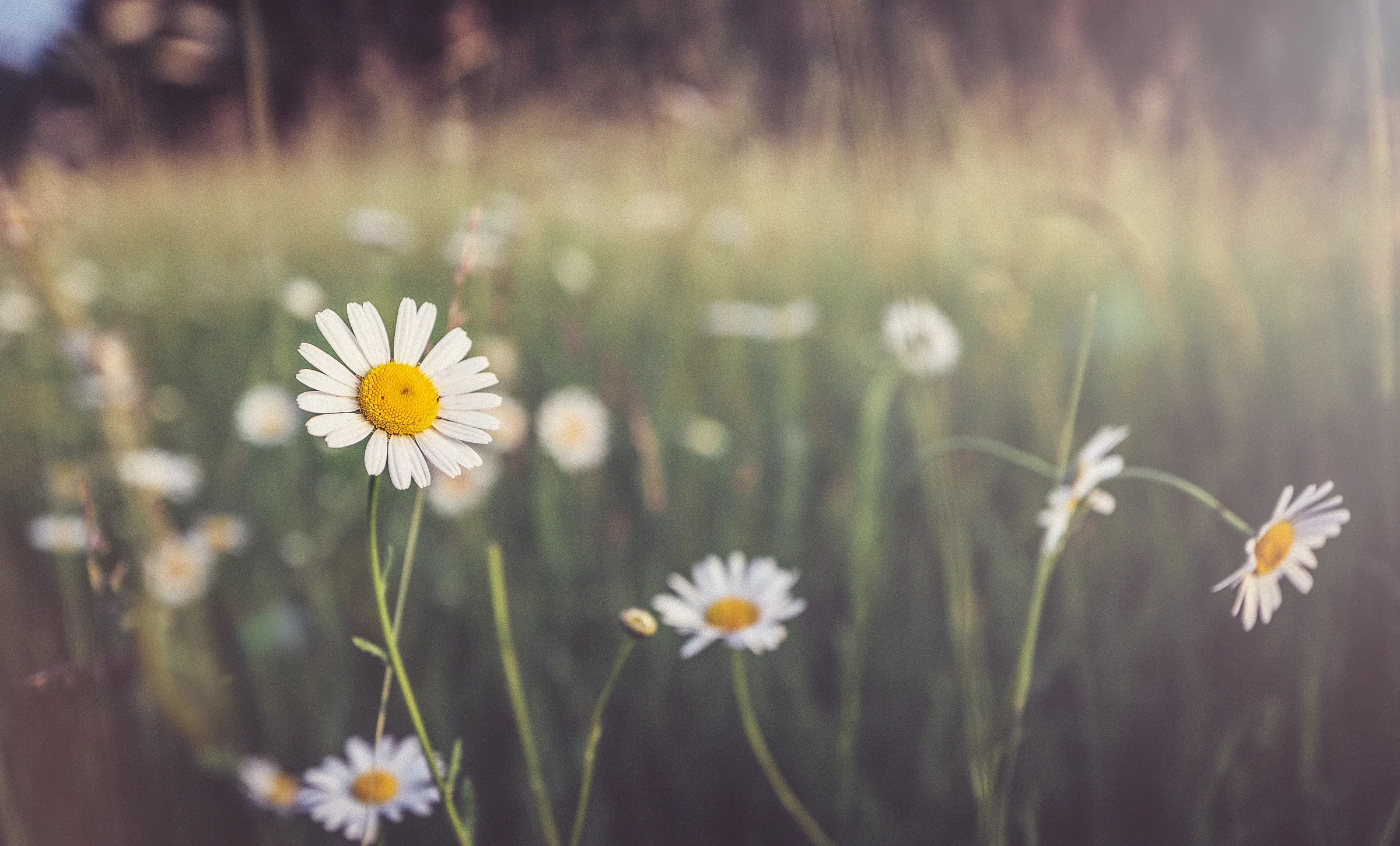 Natur – Foto 21