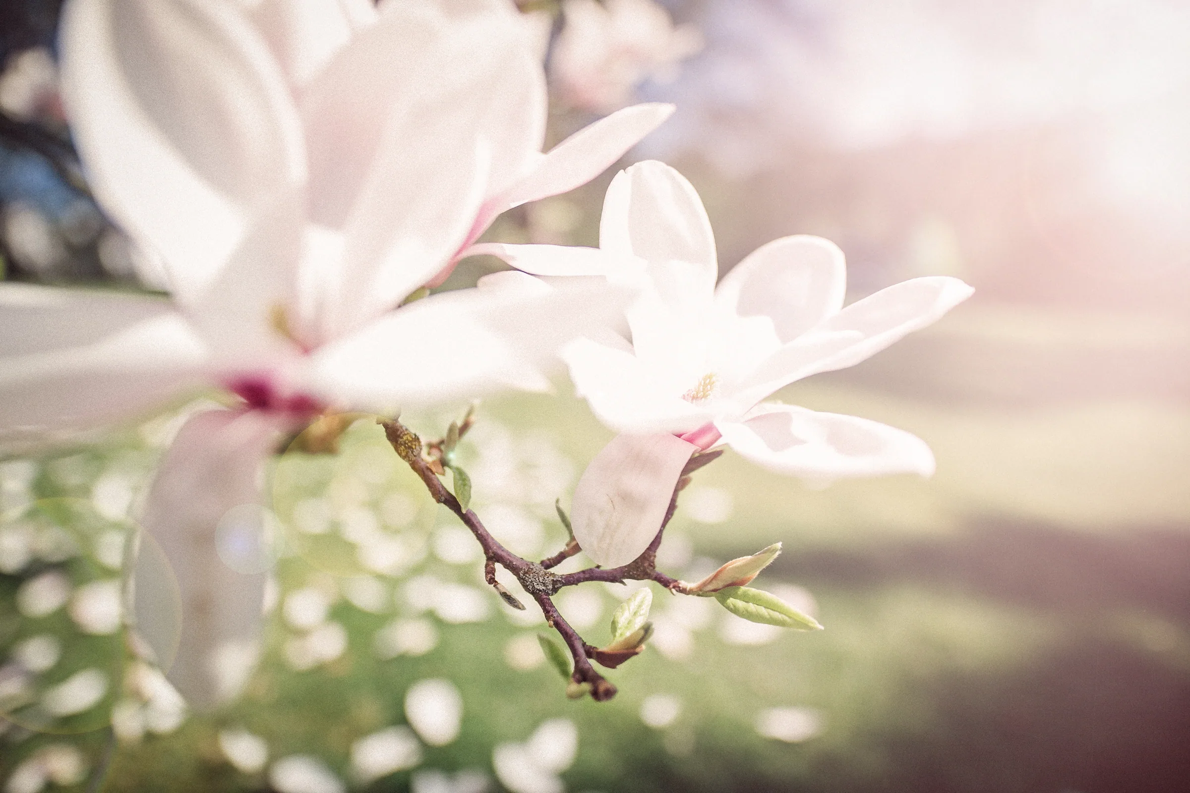 Natur – Foto 28