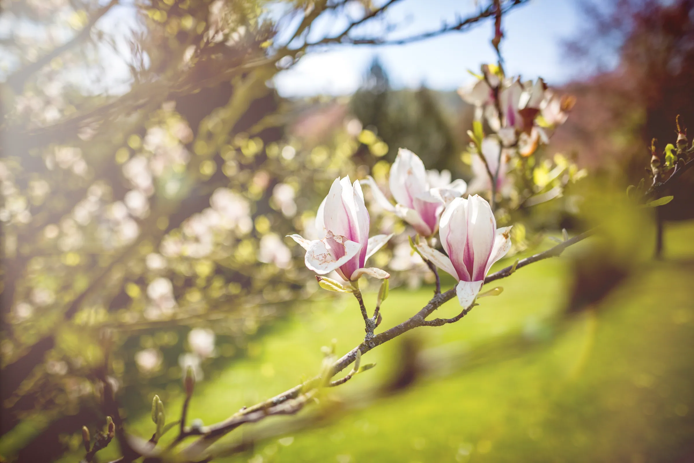 Natur – Foto 33