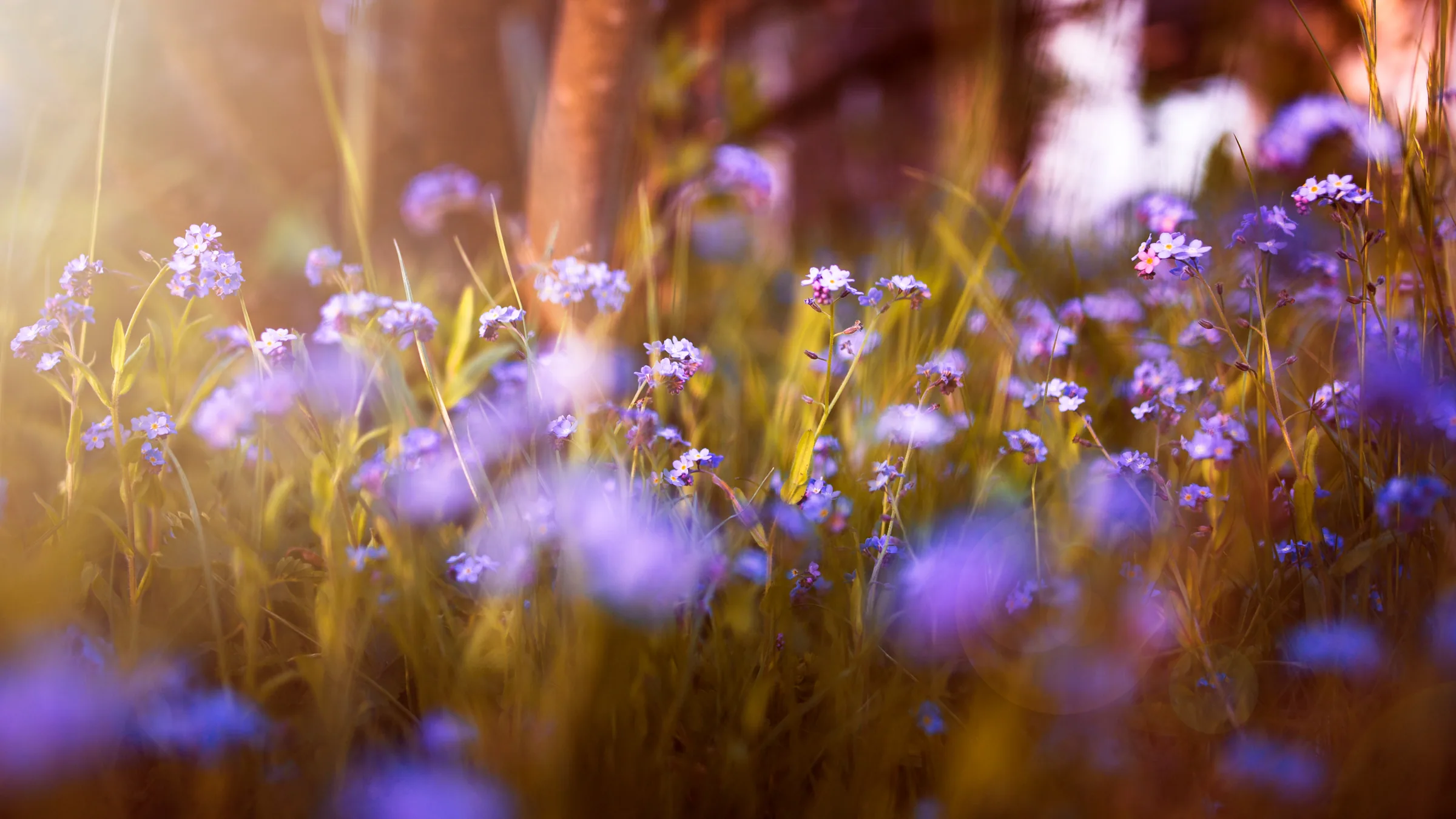 Natur – Foto 35