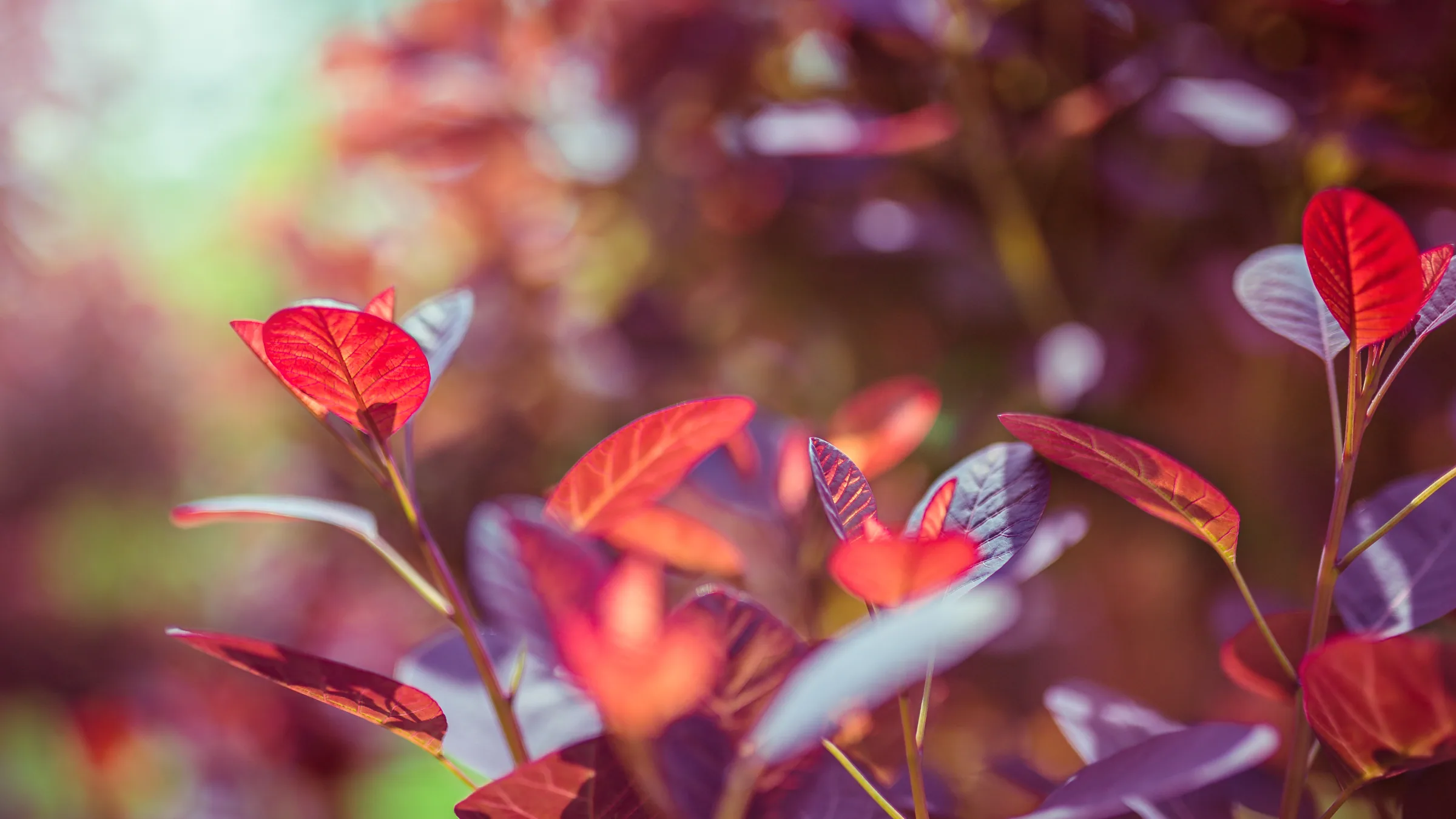 Natur – Foto 36