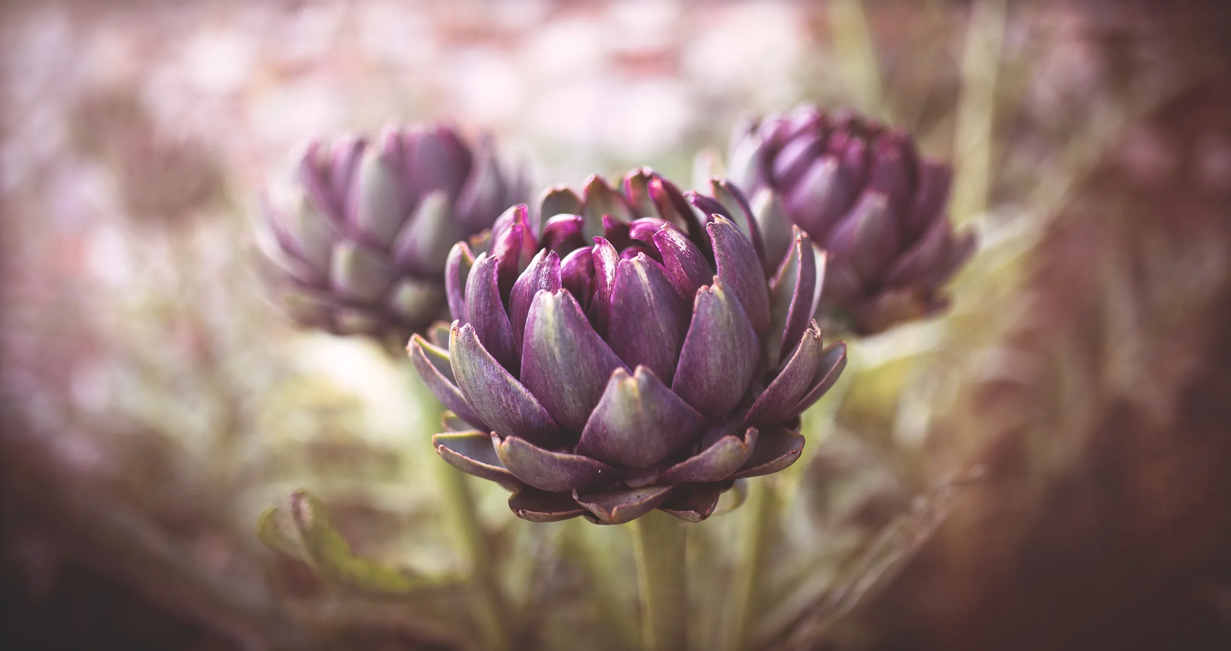 Natur – Foto 37