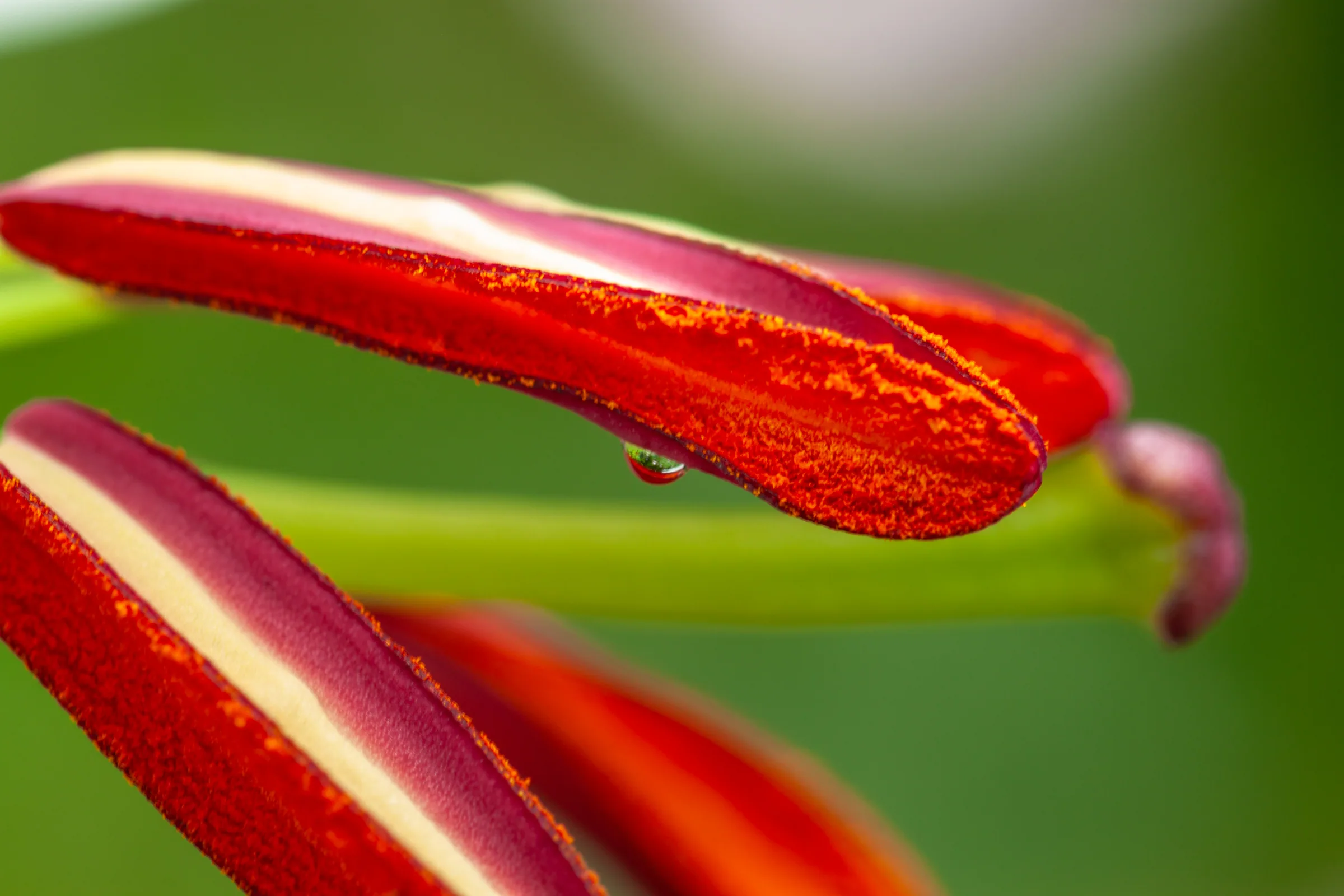 Natur – Foto 38