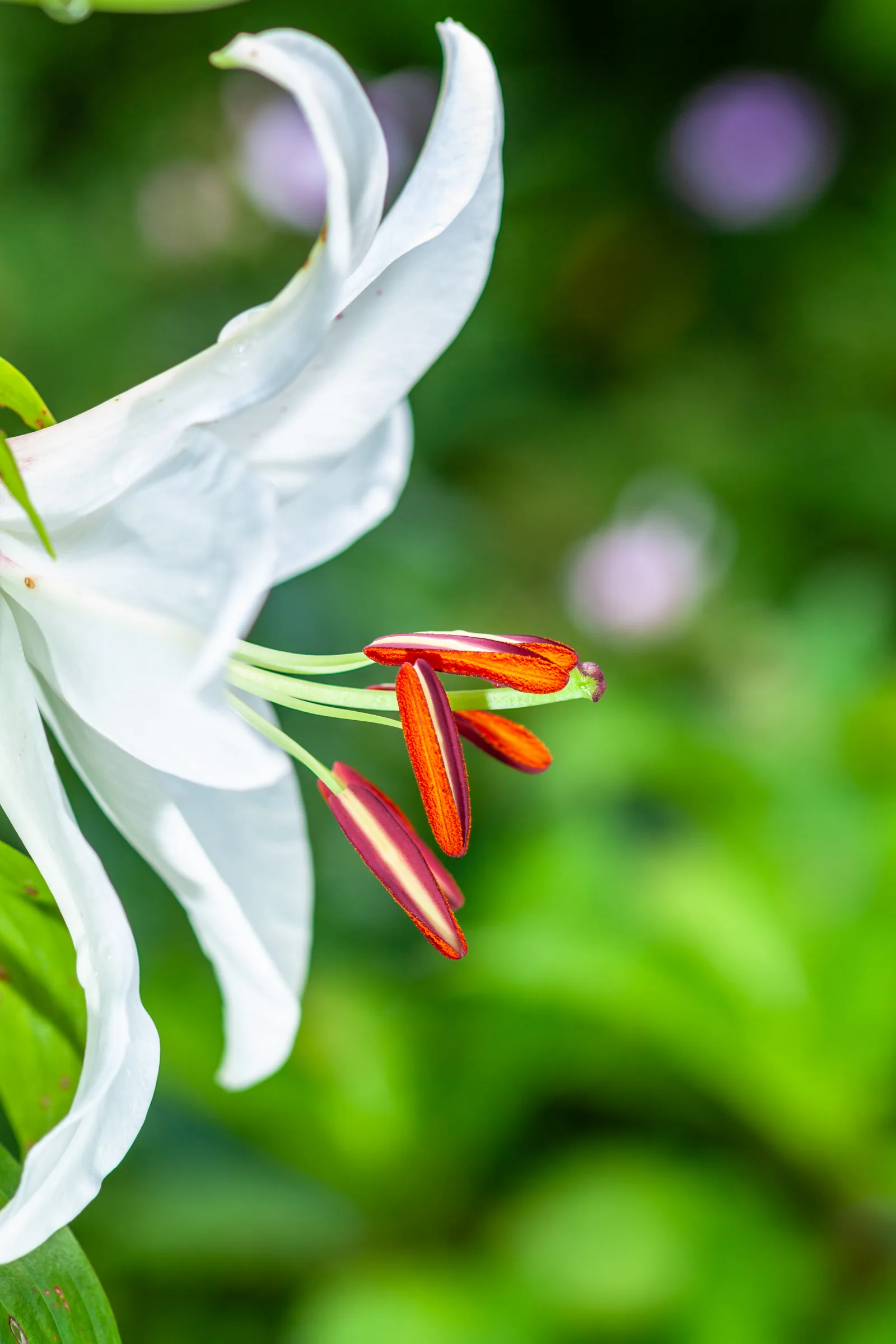 Natur – Foto 39