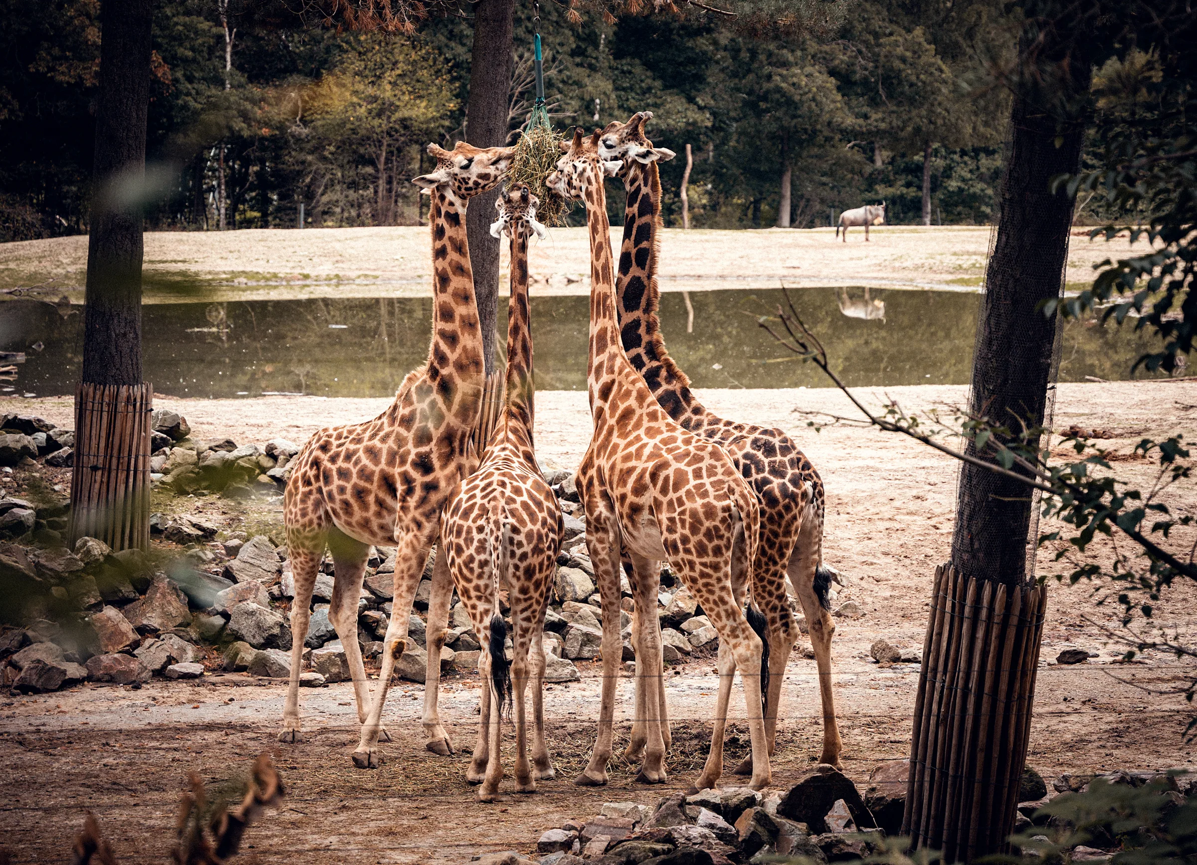 Tierisches – Foto 2