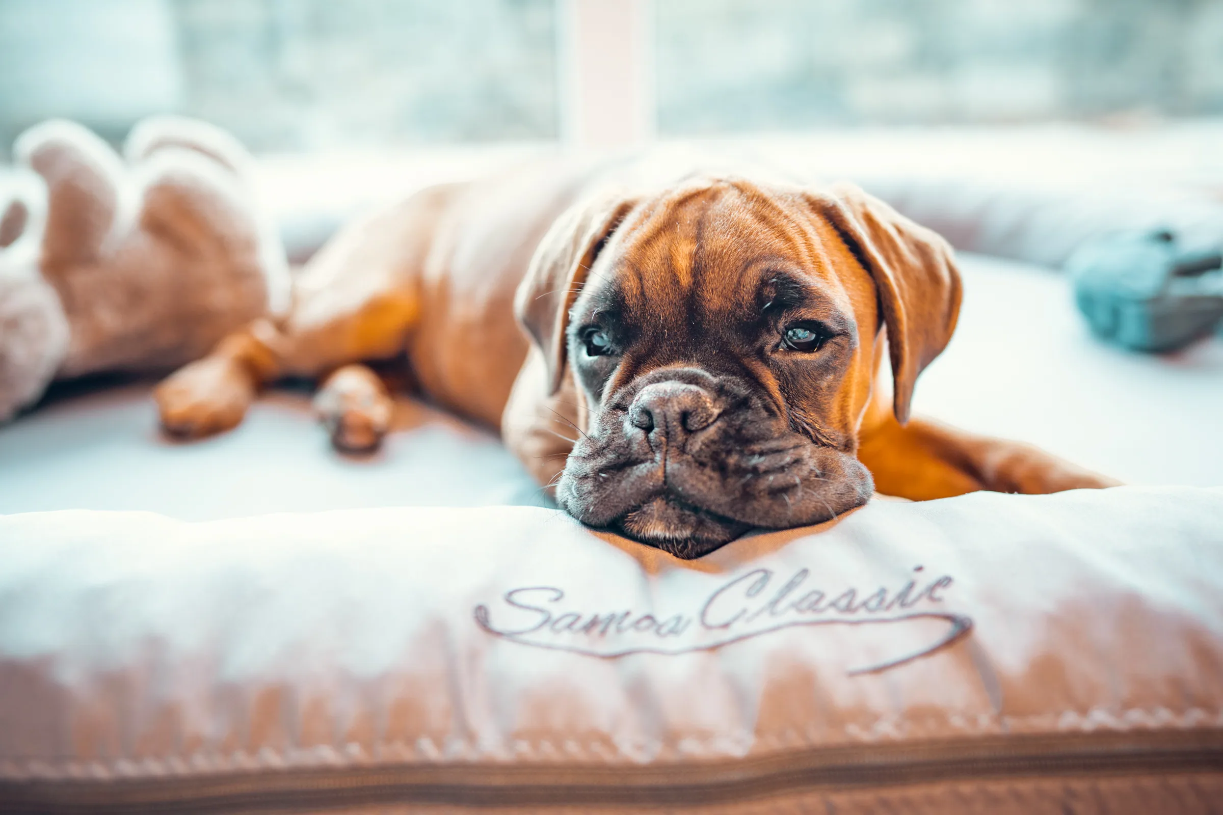 Tierisches – Foto 4