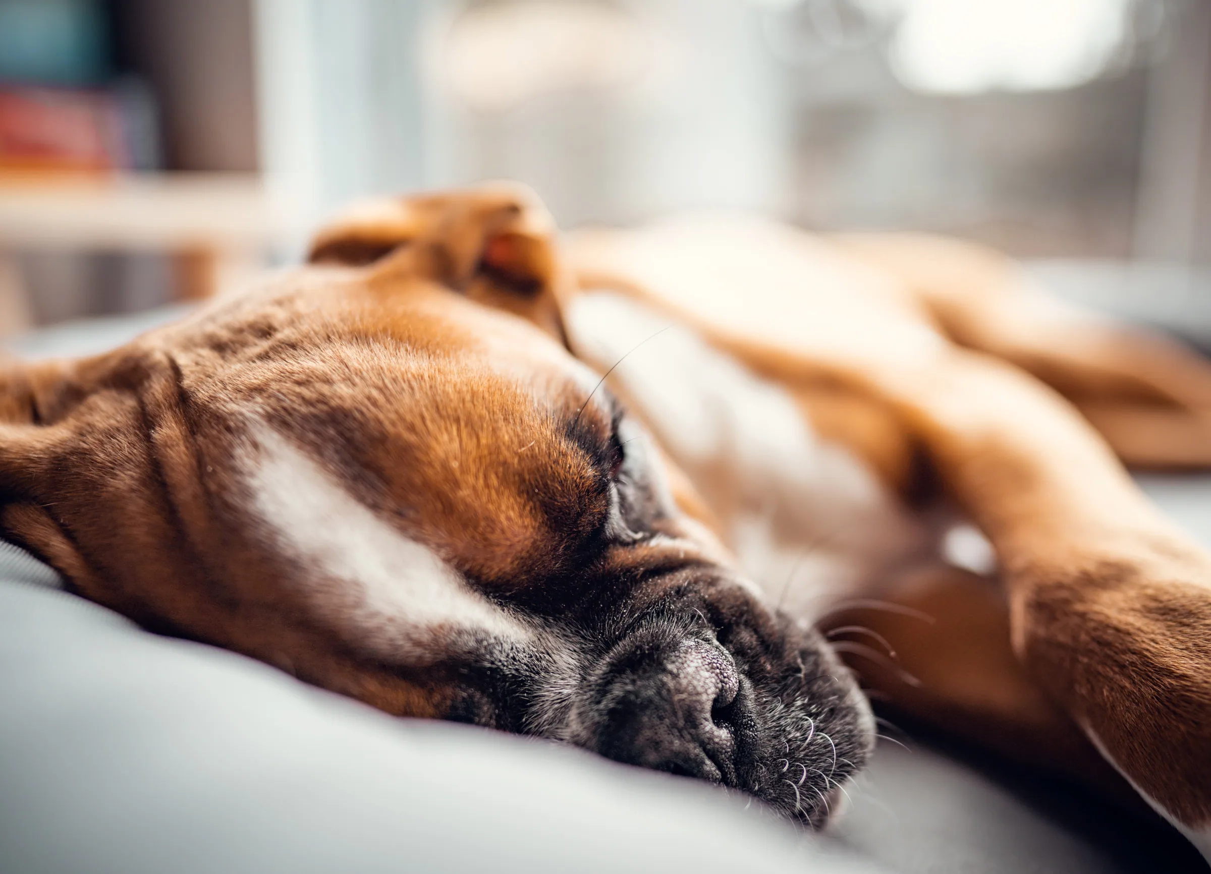 Tierisches – Foto 6
