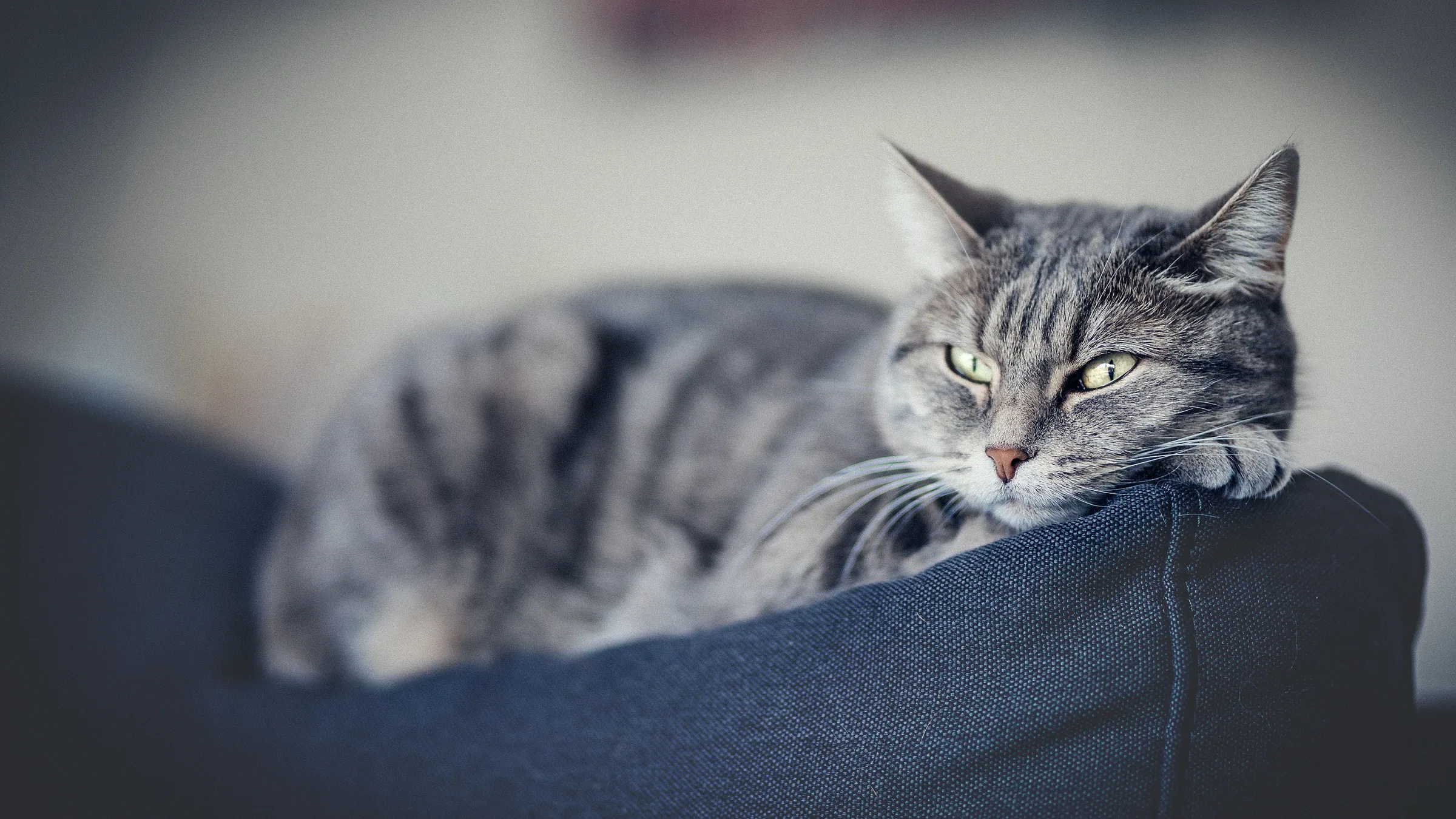 Tierisches – Foto 10
