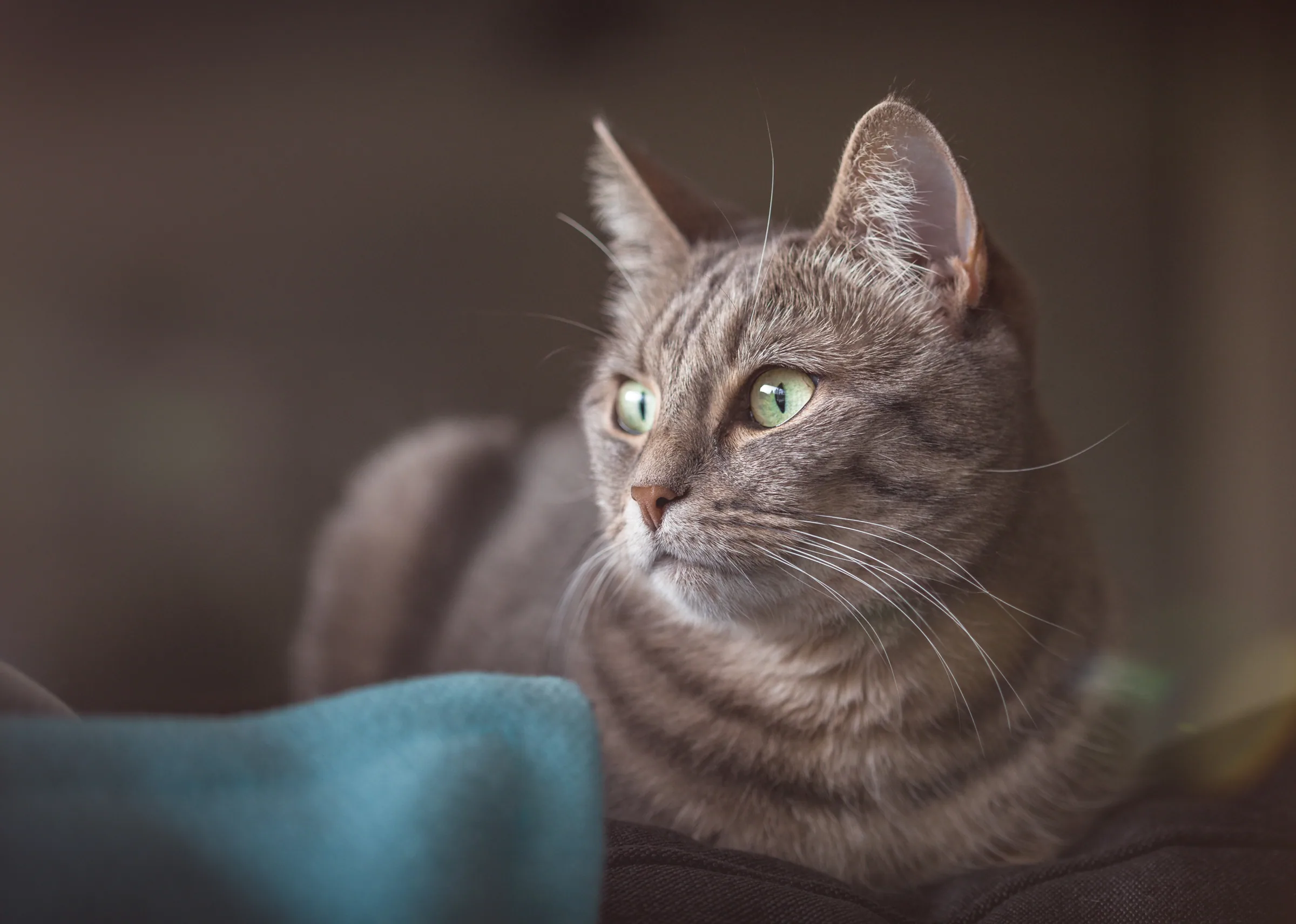 Tierisches – Foto 12