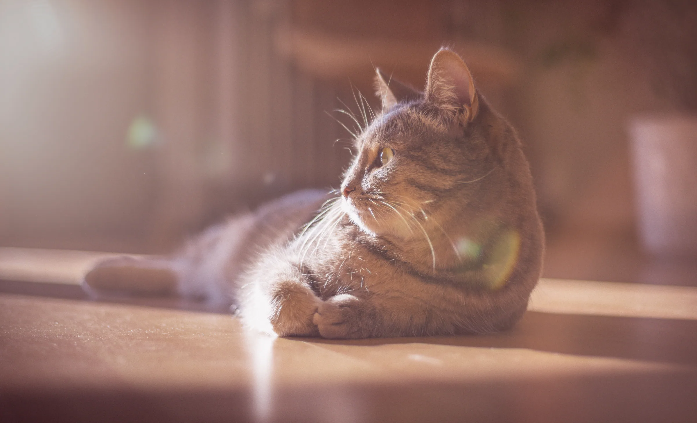 Tierisches – Foto 14