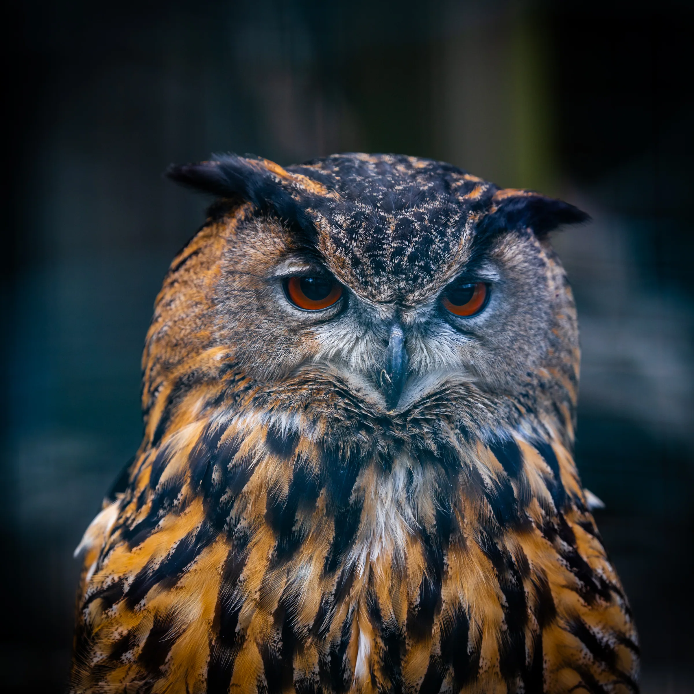 Tierisches – Foto 15