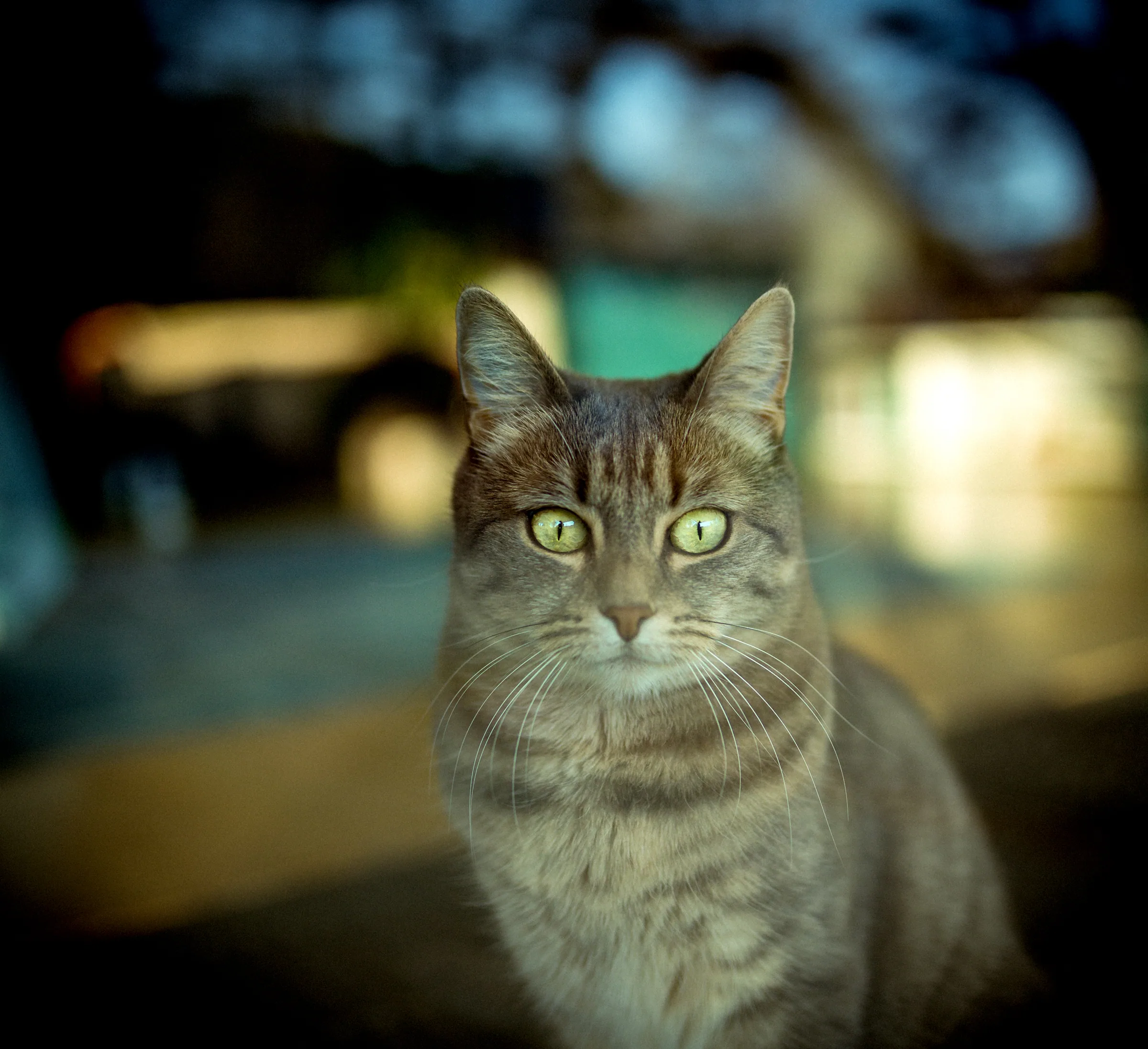 Tierisches – Foto 16