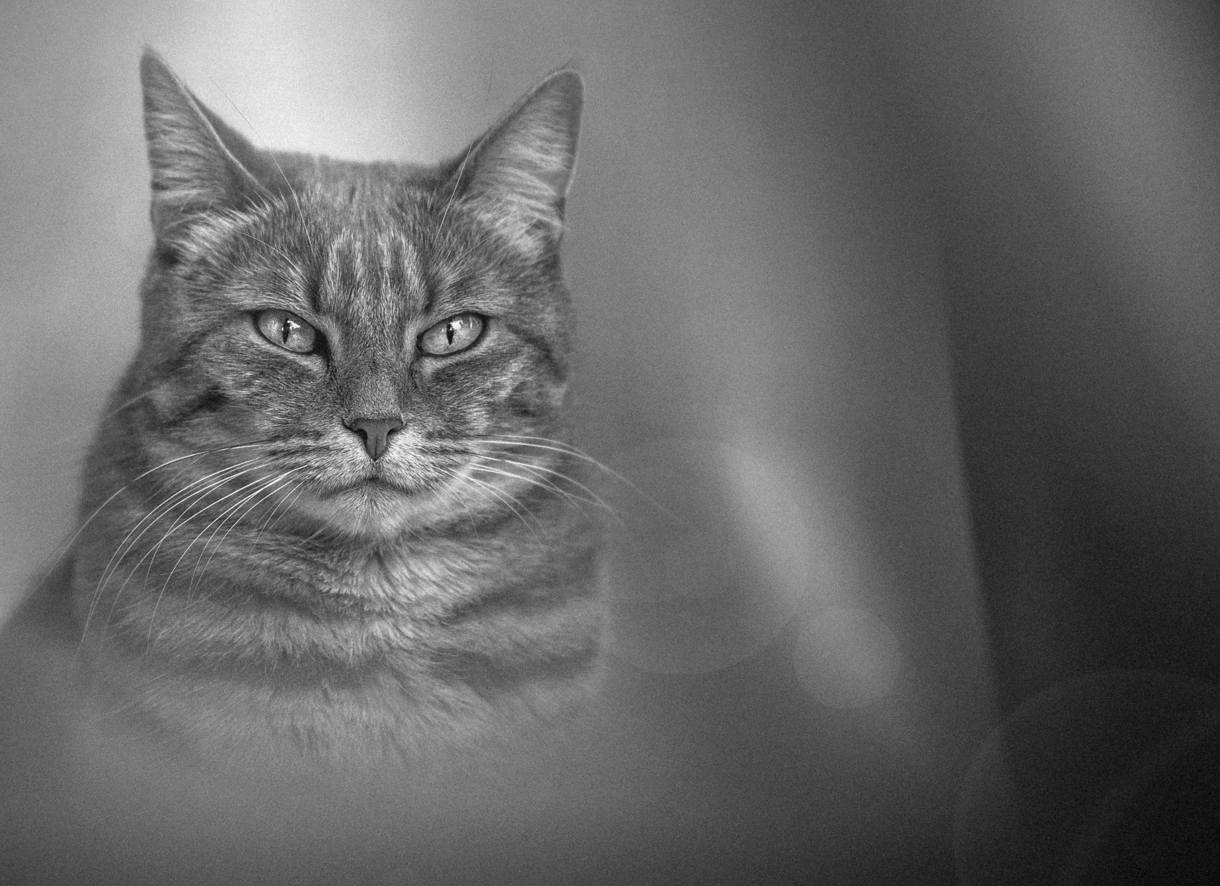 Tierisches – Foto 17
