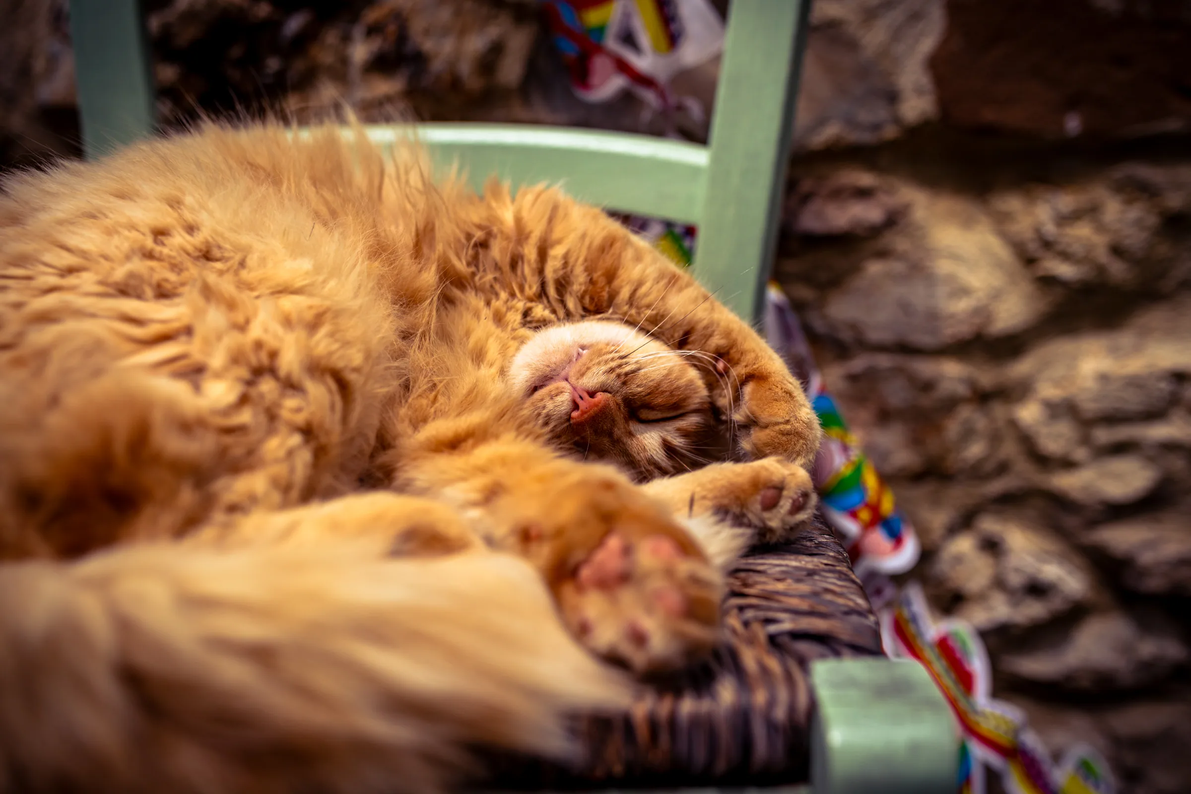 Tierisches – Foto 18
