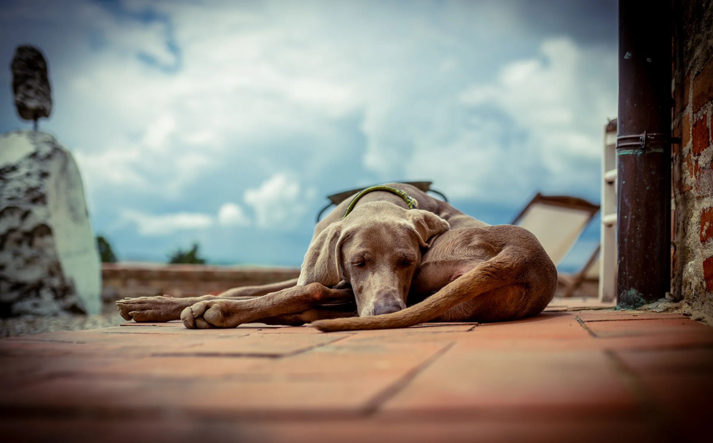 Tierisches – Foto 19