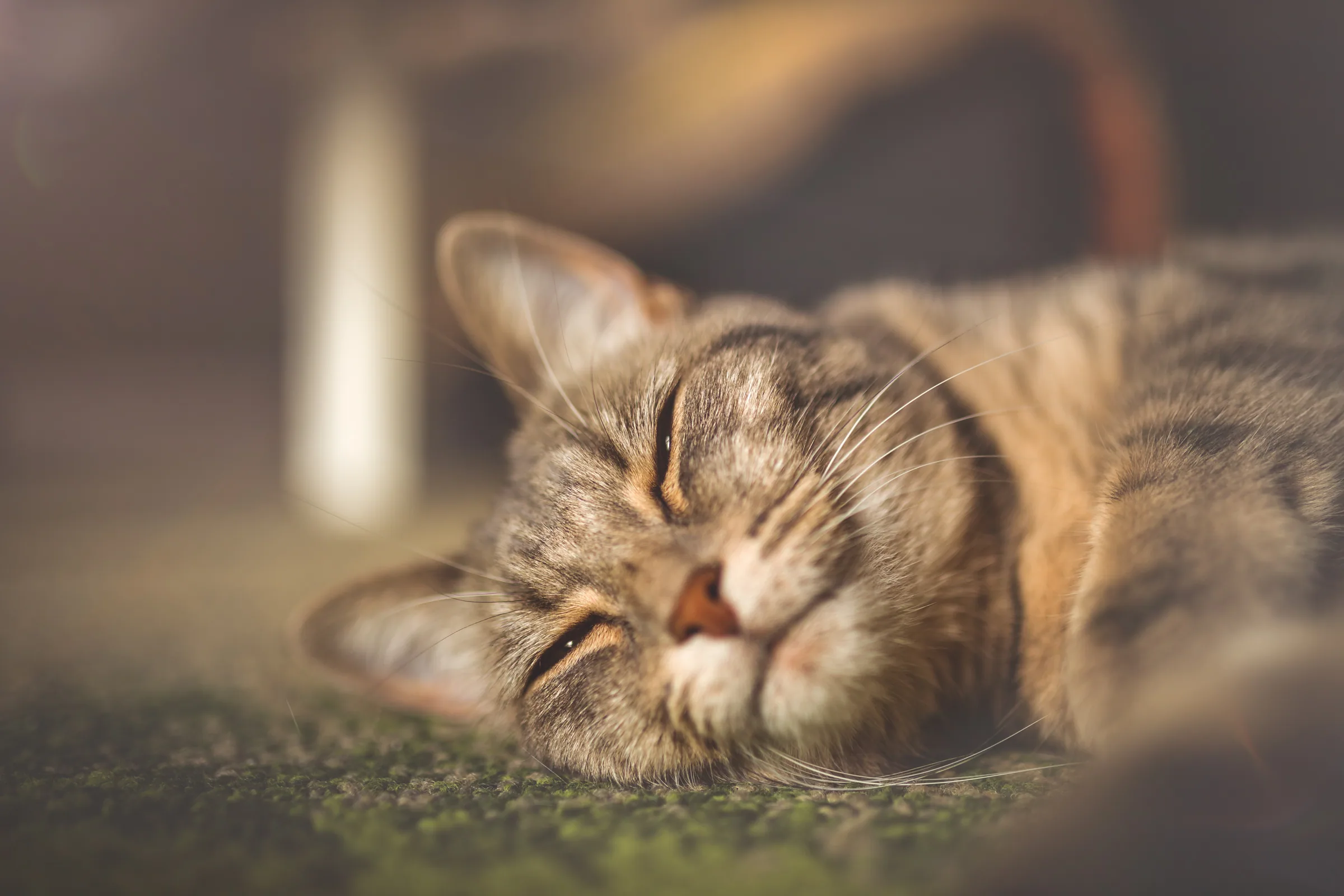 Tierisches – Foto 20