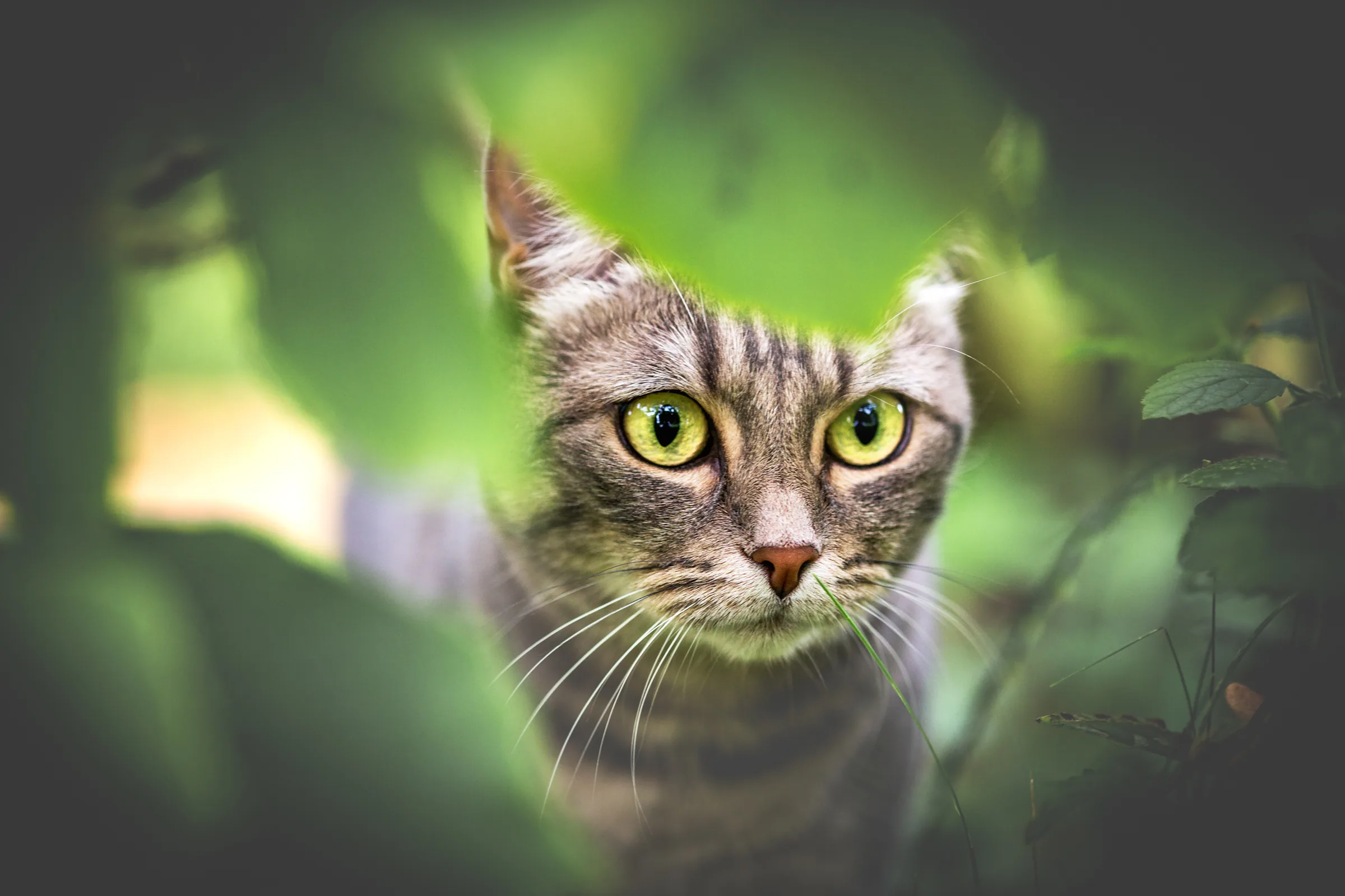 Tierisches – Foto 21