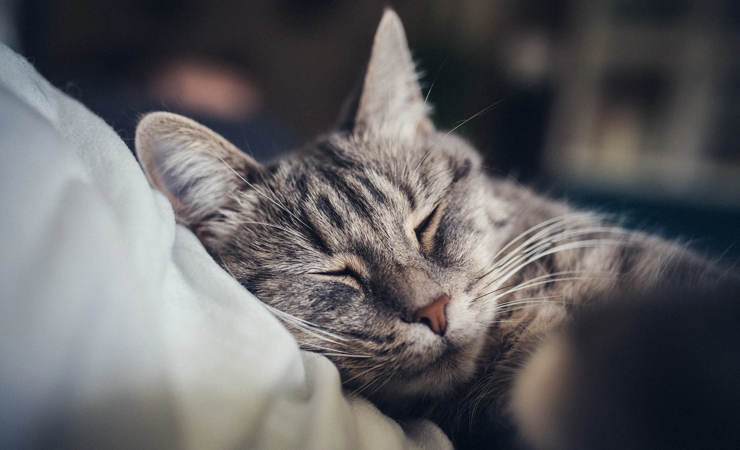 Tierisches – Foto 22